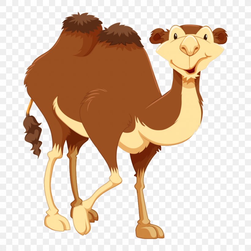 Bactrian Camel Cartoon Clip Art, PNG, 1000x1000px, Bactrian Camel, Arabian Camel, Camel, Camel Like Mammal, Cartoon Download Free