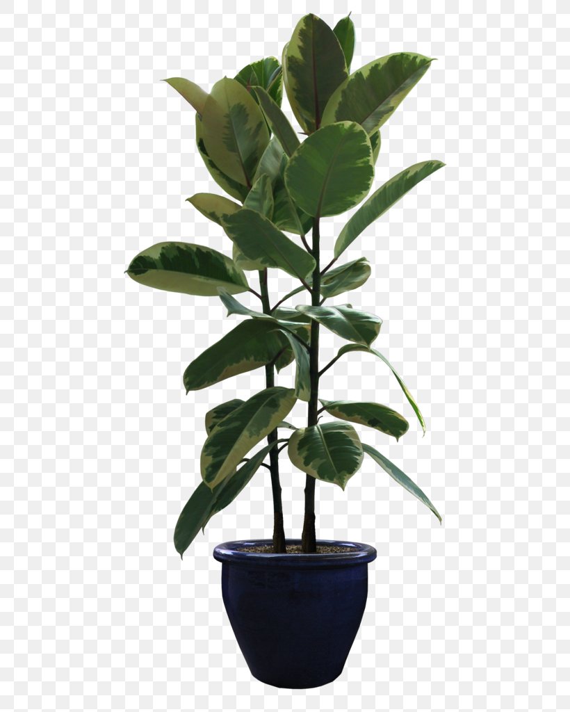 Flowerpot Houseplant Bonsai Rubber Fig, PNG, 495x1024px, Flowerpot, Bonsai, Fig Trees, Garden, Houseplant Download Free