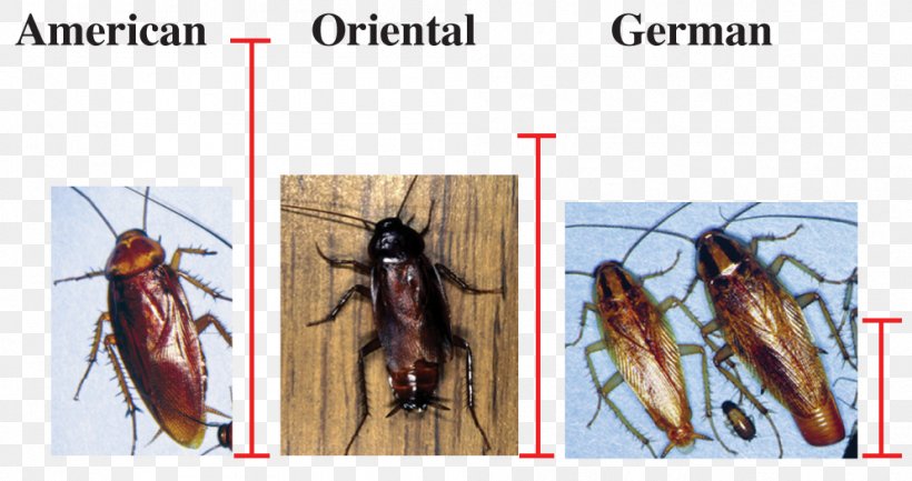 German Cockroach Insect Mosquito American Cockroach, PNG, 994x526px, Cockroach, Abdomen, American Cockroach, Arthropod, Blattodea Download Free