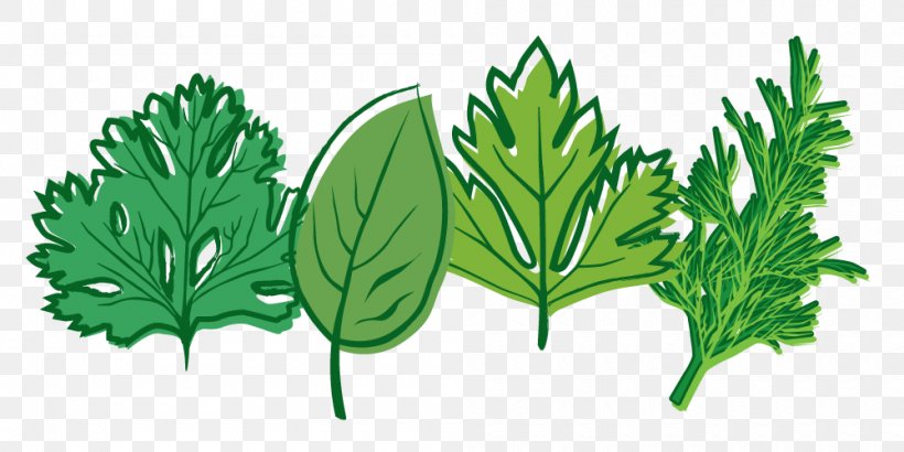 Herb Cherokee Purple Vegetable Clip Art, PNG, 1000x500px, Herb, Cherokee Purple, Cooking, Food, Grass Download Free
