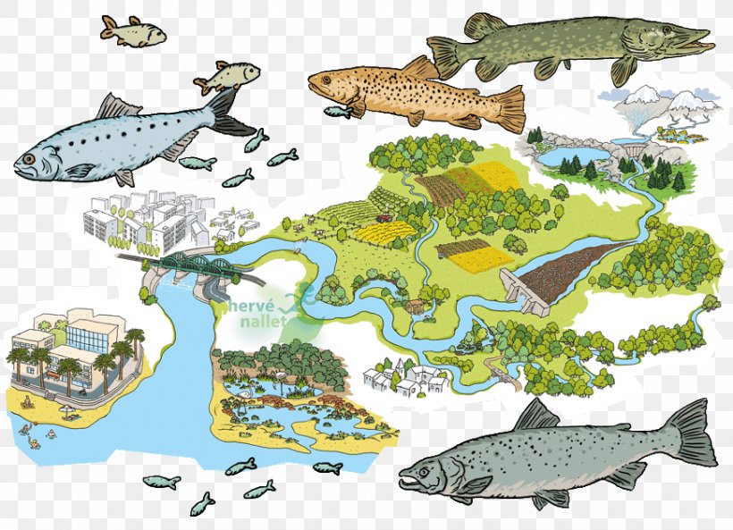 Marine Biology Ecosystem Fauna Marine Mammal Illustration, PNG, 870x630px, Marine Biology, Animal Figure, Art, Biology, Crocodiles Download Free