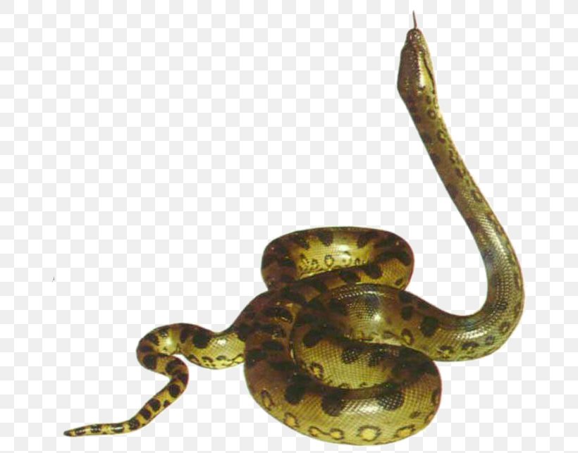 Snake Clip Art, PNG, 697x643px, Snake, Anaconda, Boa Constrictor, Boas, Brass Download Free