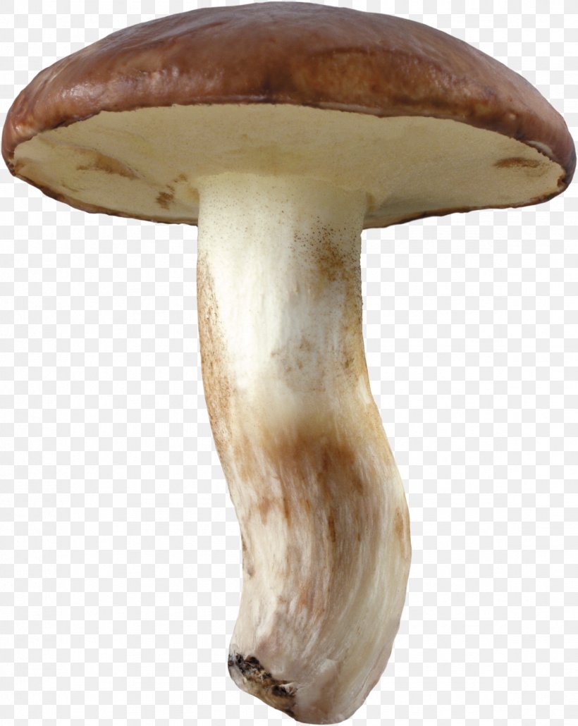 Suillus Luteus Pleurotus Eryngii Boletus Edulis Agaricus Campestris Mushroom, PNG, 2346x2948px, Suillus Luteus, Agaricaceae, Agaricus, Agaricus Campestris, Aspen Mushroom Download Free