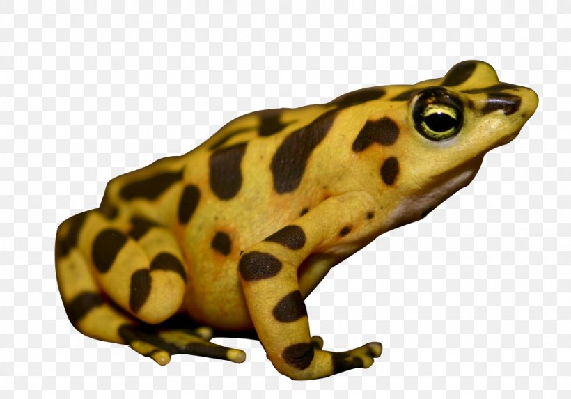 American Bullfrog Panamanian Golden Frog True Frog Poison Dart Frog, PNG, 1024x716px, Frog, American Bullfrog, Amphibian, Atelopus, Bullfrog Download Free