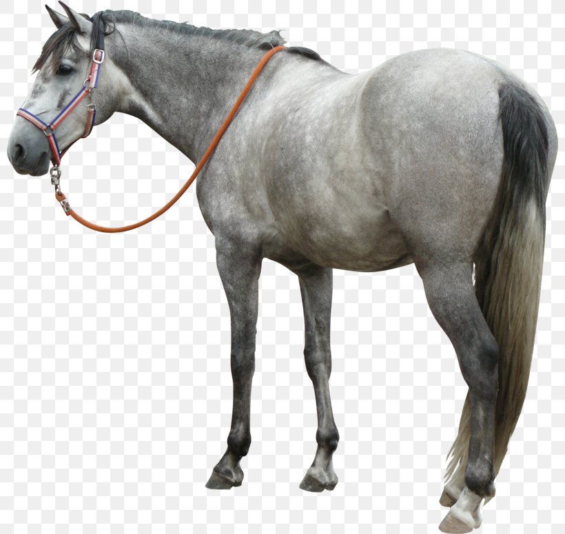 Andalusian Horse Mustang Mane Stallion Mare, PNG, 800x775px, Andalusian Horse, Art, Bit, Bridle, Gray Download Free