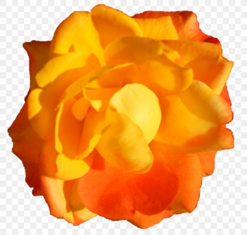 Cut Flowers Petal, PNG, 859x819px, Cut Flowers, Flower, Orange, Peach, Petal Download Free