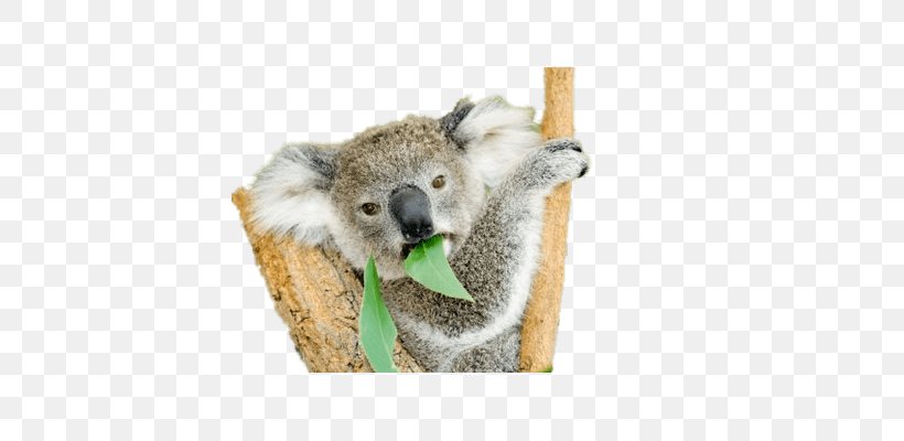 Koala Bear Wombat Marsupial Kangaroo, PNG, 400x400px, Koala, Animal, Australia, Australian Koala Foundation, Bear Download Free