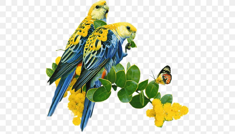 Parrot Lovebird Budgerigar Desktop Wallpaper, PNG, 500x469px, Parrot, Beak, Bird, Bird Flight, Bird Supply Download Free