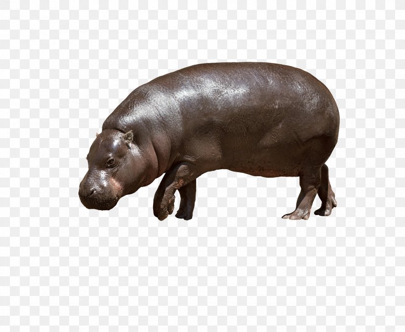 Pygmy Hippopotamus Reptile Hippopotamuses, PNG, 1738x1428px, Pygmy Hippopotamus, Choeropsis, Fauna, Hexaprotodon, Hippopotamus Download Free