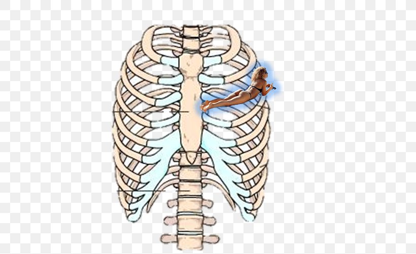 Rib Cage Human Skeleton Sternum Anatomy, PNG, 640x501px ...