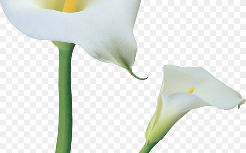 Arum-lily Clip Art Image, PNG, 1368x855px, Arumlily, Alismatales, Arum, Arum Family, Arum Lilies Download Free