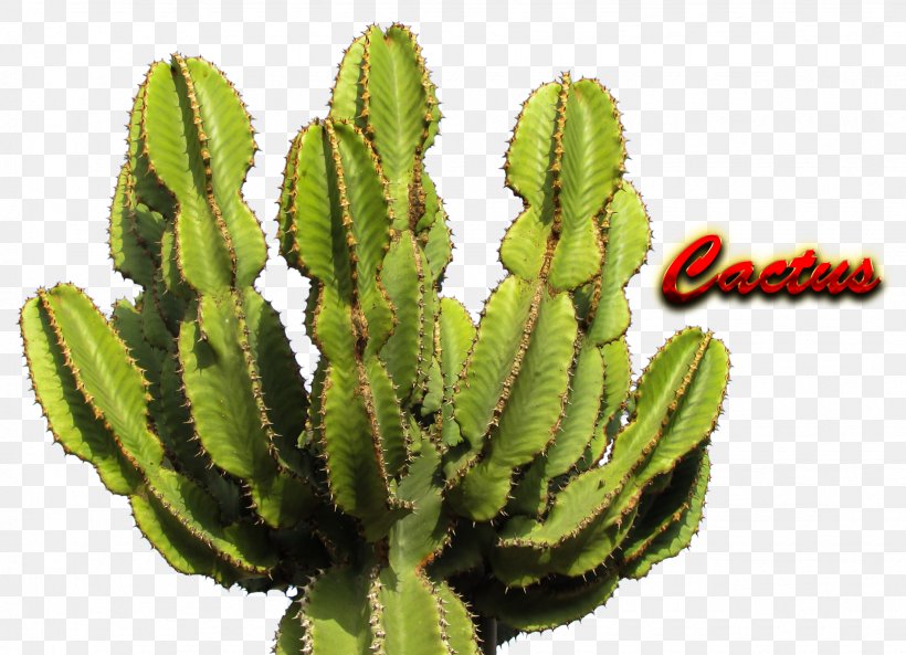 Cactaceae Saguaro, PNG, 1635x1183px, Cactaceae, Acanthocereus Tetragonus, Biome, Cactus, Caryophyllales Download Free