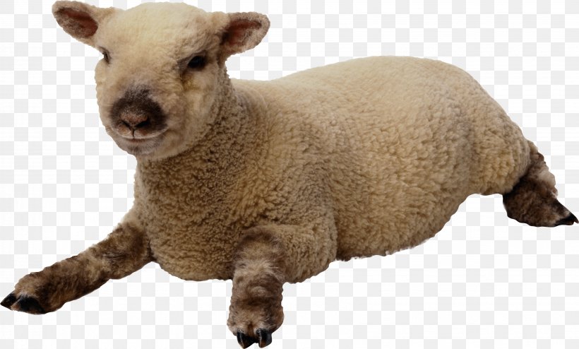 Sheep Clip Art, PNG, 3268x1972px, Sheep, Computer Graphics, Cow Goat Family, Dog Breed, Fur Download Free