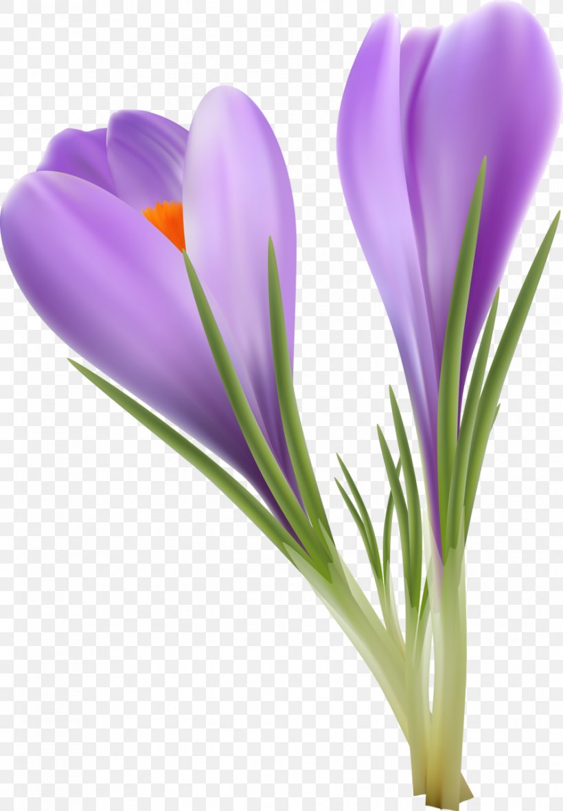 Crocus Flavus Saffron Gratis, PNG, 889x1280px, Crocus Flavus, Crocus, Flower, Flowering Plant, Gratis Download Free