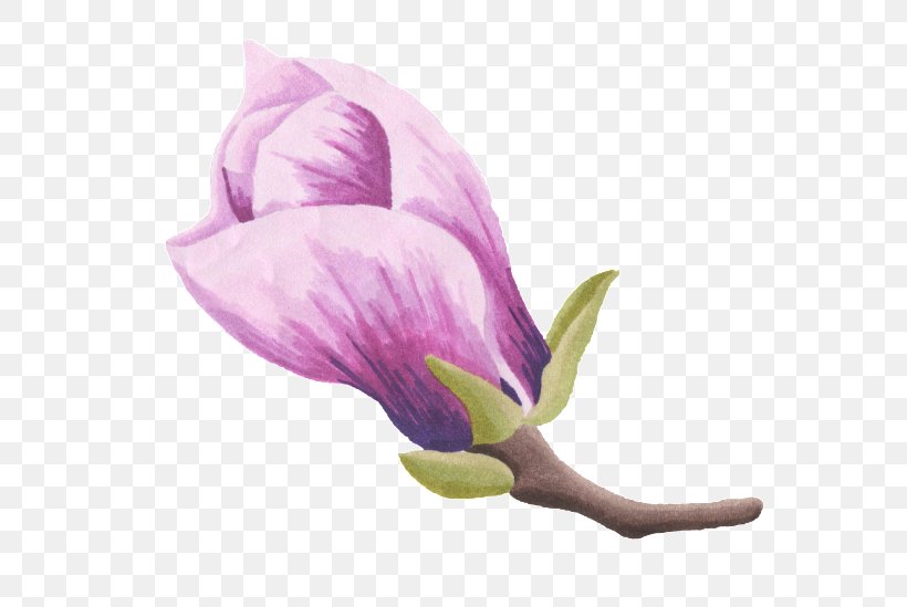 Image Vector Graphics Download Watercolor Painting, PNG, 650x549px, Watercolor Painting, Bud, Designer, Flower, Flowering Plant Download Free