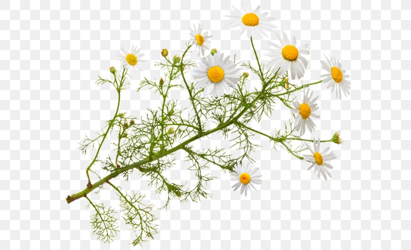 Roman Chamomile Herbal Tea Essential Oil, PNG, 640x500px, Roman Chamomile, Aromatherapy, Aster, Bergamot Orange, Branch Download Free