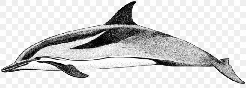Short-beaked Common Dolphin Common Bottlenose Dolphin Tucuxi Rough-toothed Dolphin White-beaked Dolphin, PNG, 1557x559px, Shortbeaked Common Dolphin, Animal, Animal Figure, Beak, Black And White Download Free