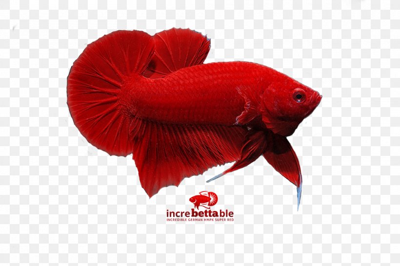 Siamese Fighting Fish Red Yellow Bettas, PNG, 1000x667px, Siamese Fighting Fish, Bettas, Coquelicot, Fish, Goldfish Download Free