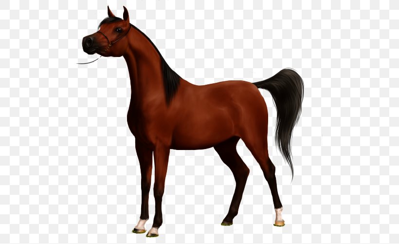 Stallion Arabian Horse Mustang American Paint Horse Gypsy Horse, PNG, 507x501px, Stallion, American Paint Horse, Arabian Horse, Bay, Bridle Download Free