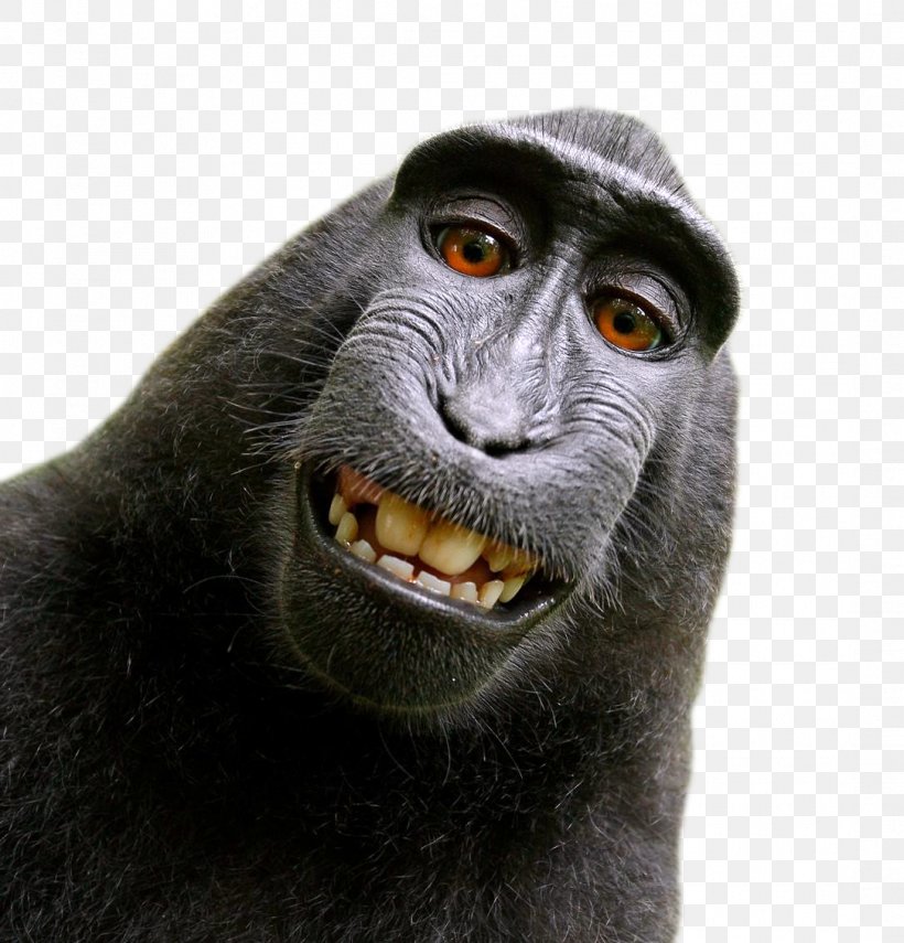 Celebes Crested Macaque Monkey Selfie Lawsuit, PNG, 1085x1132px, Celebes Crested Macaque, Aggression, Animal Rights, Copyright, Court Download Free