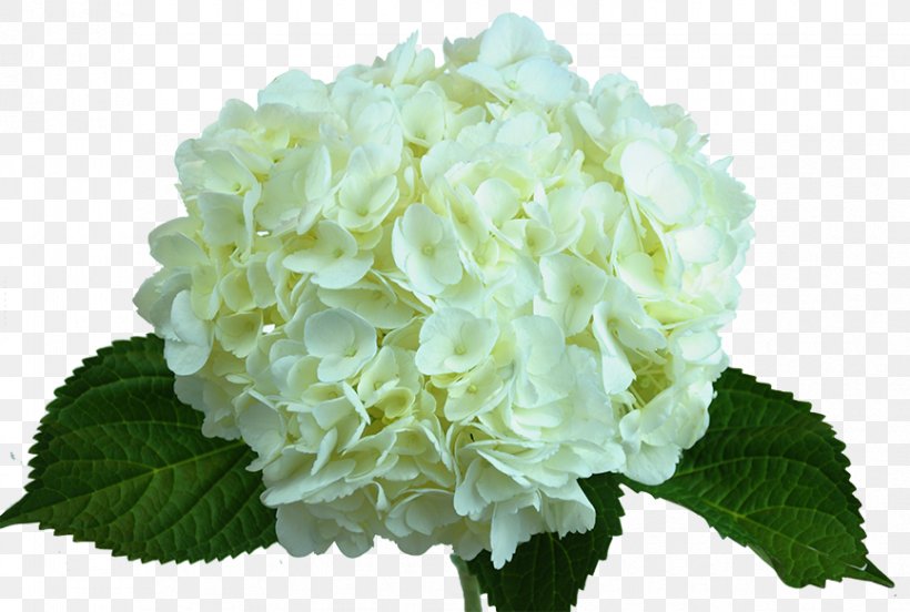 Hydrangea Flower White Green Floristry, PNG, 866x583px, Hydrangea, Annual Plant, Blue, Color, Cornales Download Free