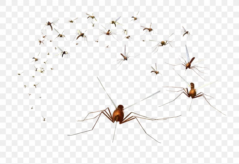Cartoon Nature Background, PNG, 1596x1095px, Mosquito, Blood, Death, Drink, Drinking Download Free