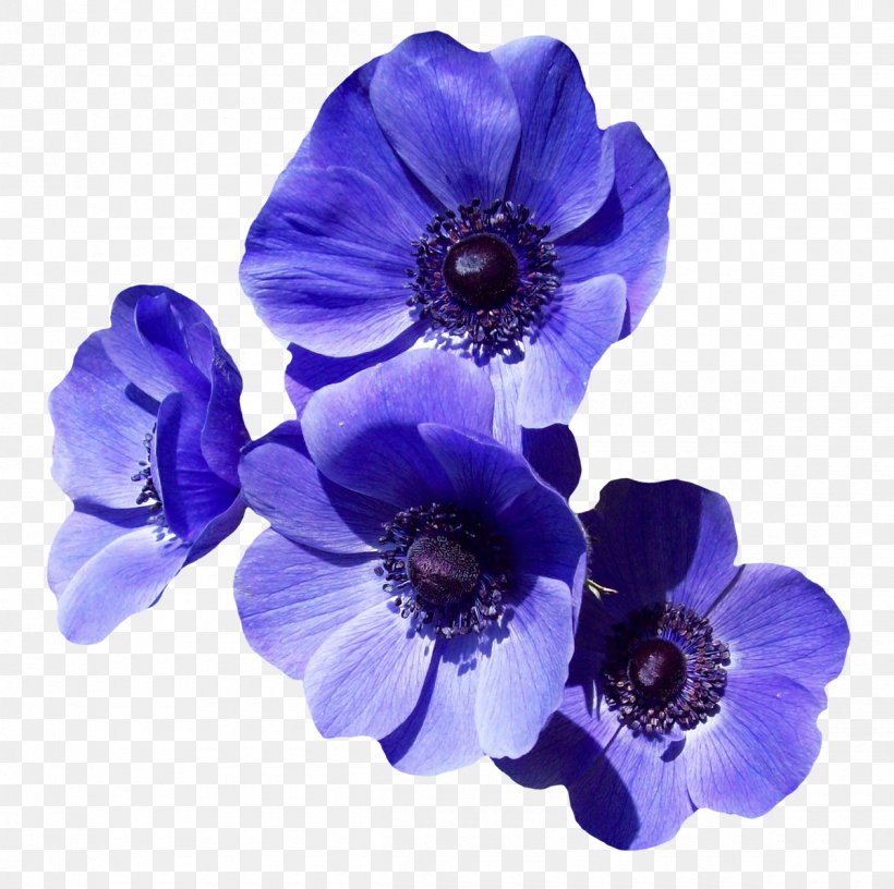 Flower Purple Clip Art, PNG, 1200x1195px, Flower, Anemone, Artificial Flower, Bellflower Family, Blue Download Free