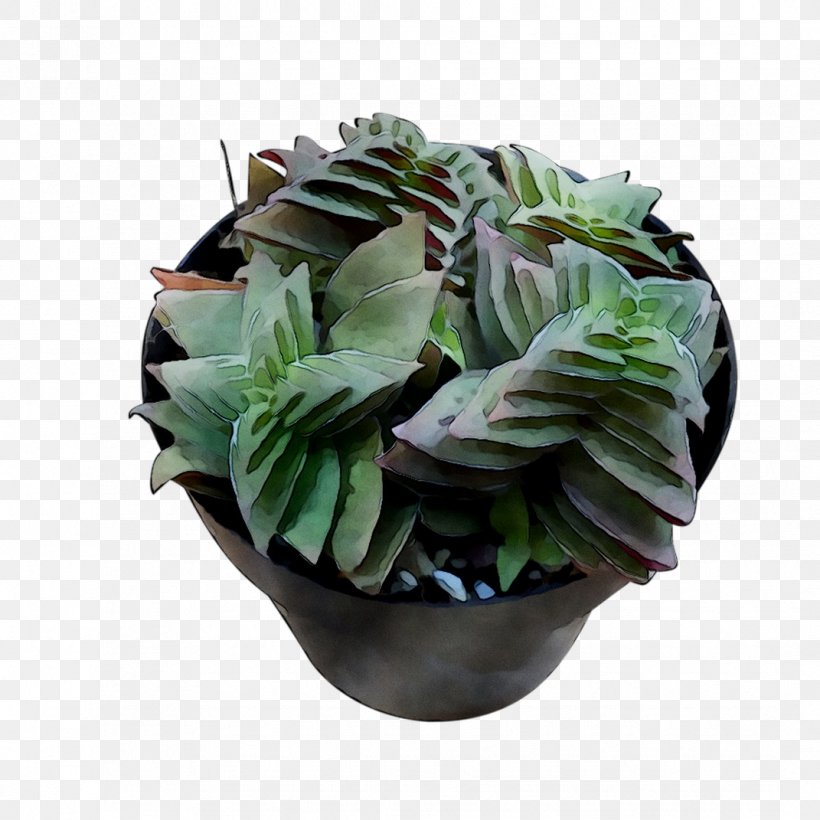 Houseplant Flowerpot, PNG, 1071x1071px, Houseplant, Anthurium, Arrowroot Family, Echeveria, Flower Download Free