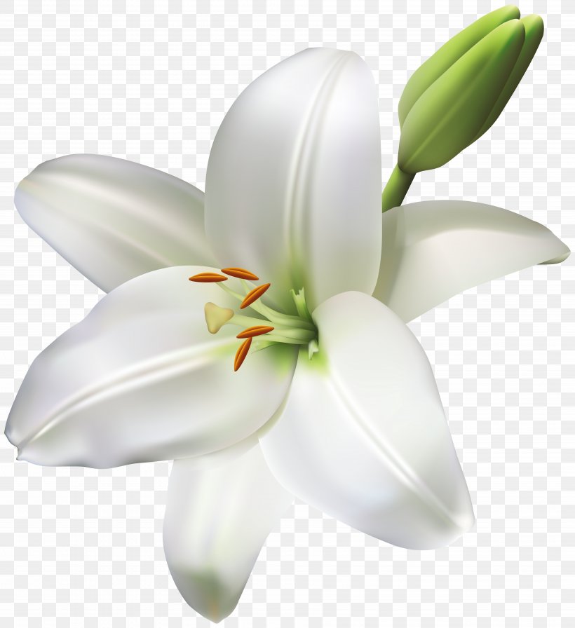 Madonna Lily Cut Flowers Easter Lily, PNG, 7318x8000px, Madonna Lily, Arumlily, Cut Flowers, Easter Lily, Flower Download Free