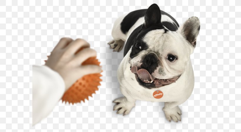 Toy Bulldog French Bulldog Puppy Dog Breed, PNG, 600x449px, Toy Bulldog, Allergy, Atopic Dermatitis, Bulldog, Carnivoran Download Free