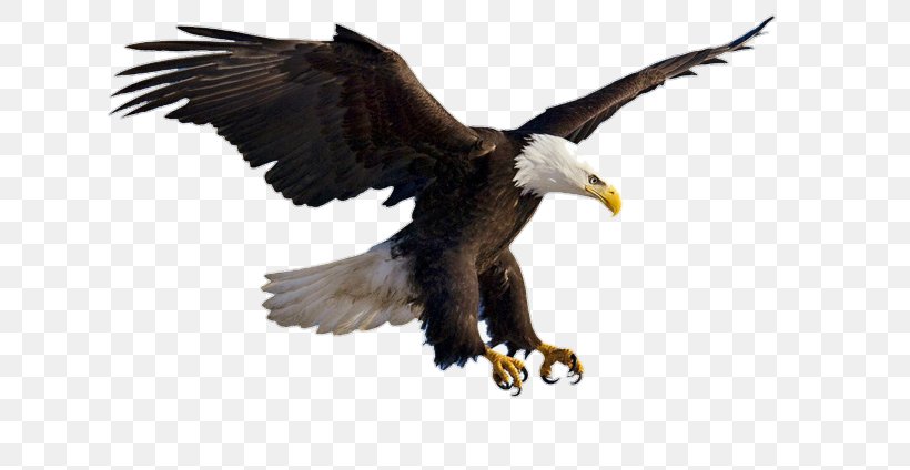 Bald Eagle Bird Flight, PNG, 650x424px, Bald Eagle, Accipitridae, Accipitriformes, Beak, Bird Download Free