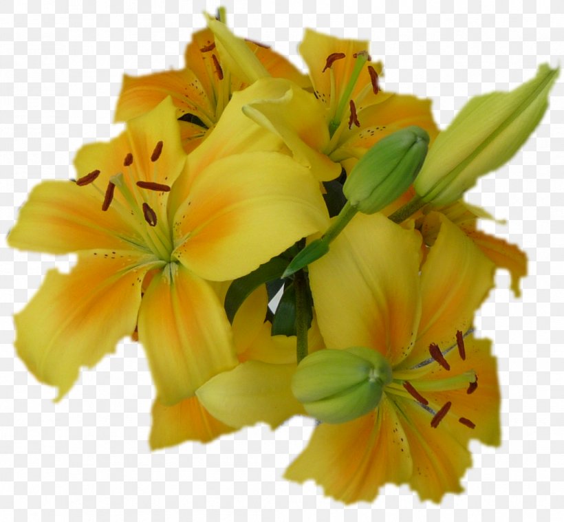 Friday Petal Flowering Plant Week, PNG, 1108x1026px, Friday, Akhir Pekan, Berakhah, Flower, Flowering Plant Download Free