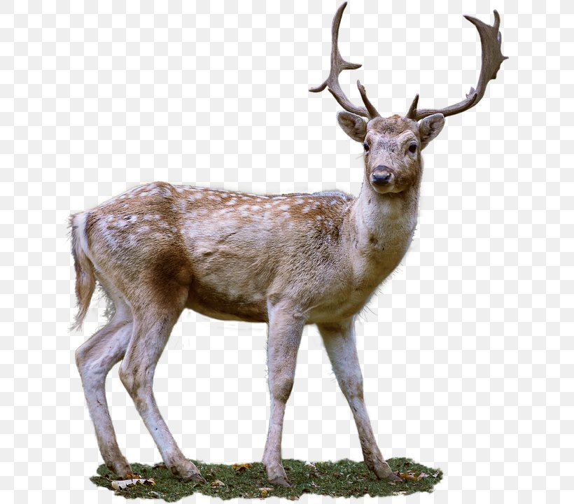 Roe Deer Clip Art, PNG, 637x720px, Roe Deer, Antler, Deer, Display Resolution, Elk Download Free