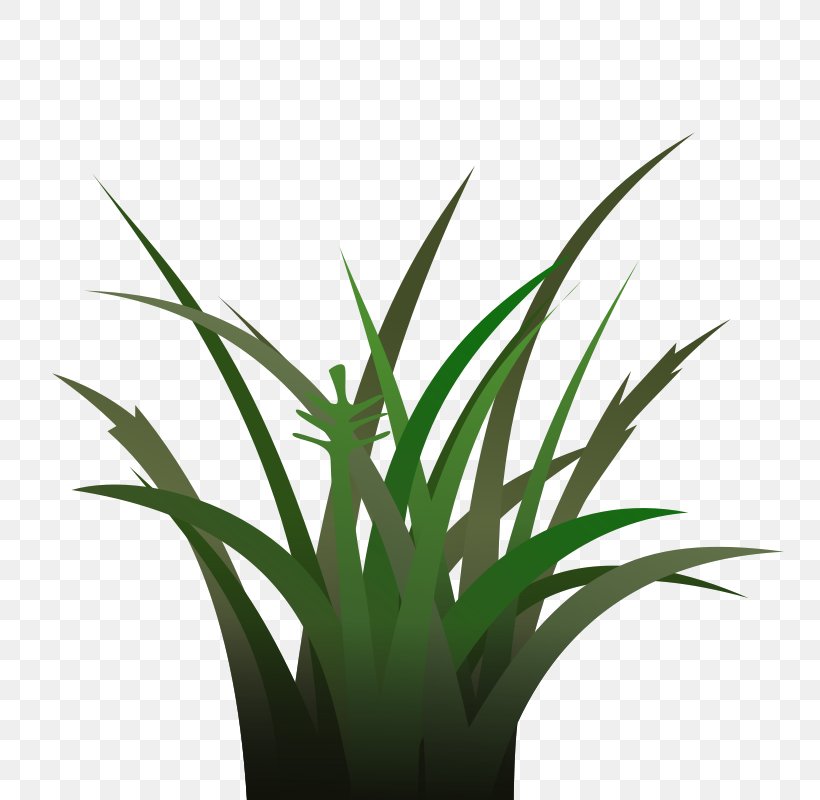 Vegetation Desktop Wallpaper Clip Art, PNG, 800x800px, Vegetation, Aloe, Arecales, Flowerpot, Grass Download Free