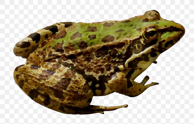 American Bullfrog Amphibians Toad, PNG, 1595x1021px, Frog, Adaptation, American Bullfrog, American Water Frogs, Amphibian Download Free