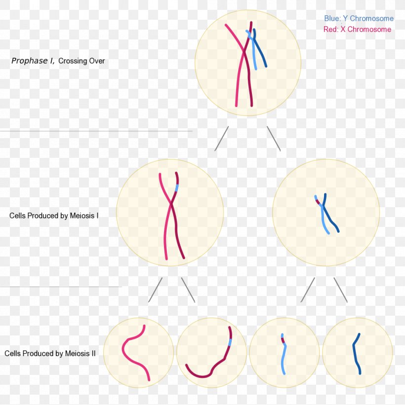 Chromosomal Translocation Testis-determining Factor X Chromosome Triple X Syndrome, PNG, 1000x1002px, Chromosomal Translocation, Area, Brand, Chromosomal Crossover, Chromosome Download Free
