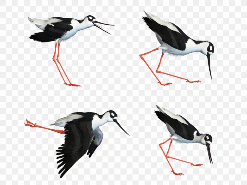 Water Bird White Stork Wader, PNG, 1024x768px, Bird, Art, Beak, Bird Flight, Charadriiformes Download Free