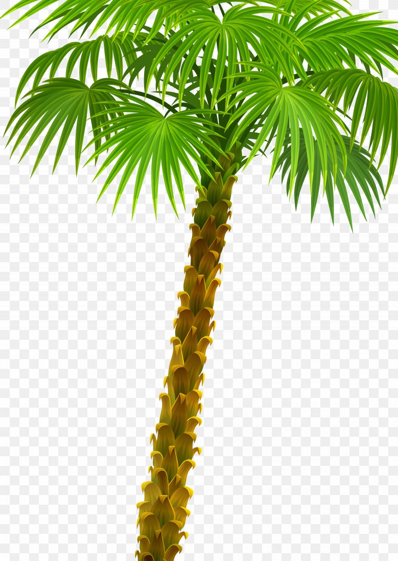 Arecaceae Plant Asian Palmyra Palm Attalea Speciosa Oil Palms, PNG, 4947x6979px, Arecaceae, Arecales, Asian Palmyra Palm, Attalea, Attalea Speciosa Download Free