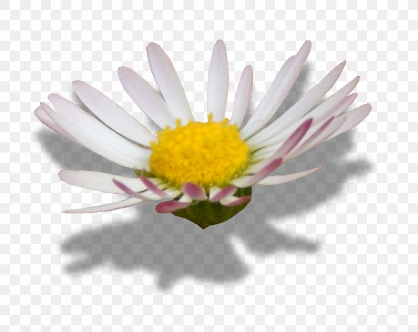 Common Daisy Oxeye Daisy Flower Image Editing, PNG, 1000x797px, Common Daisy, Aster, Chamomile, Chrysanths, Common Sunflower Download Free