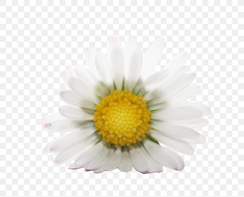 Oxeye Daisy Stock Photography Model Depositphotos, PNG, 800x662px, Oxeye Daisy, Aster, Chamaemelum Nobile, Chamomiles, Chrysanthemum Download Free