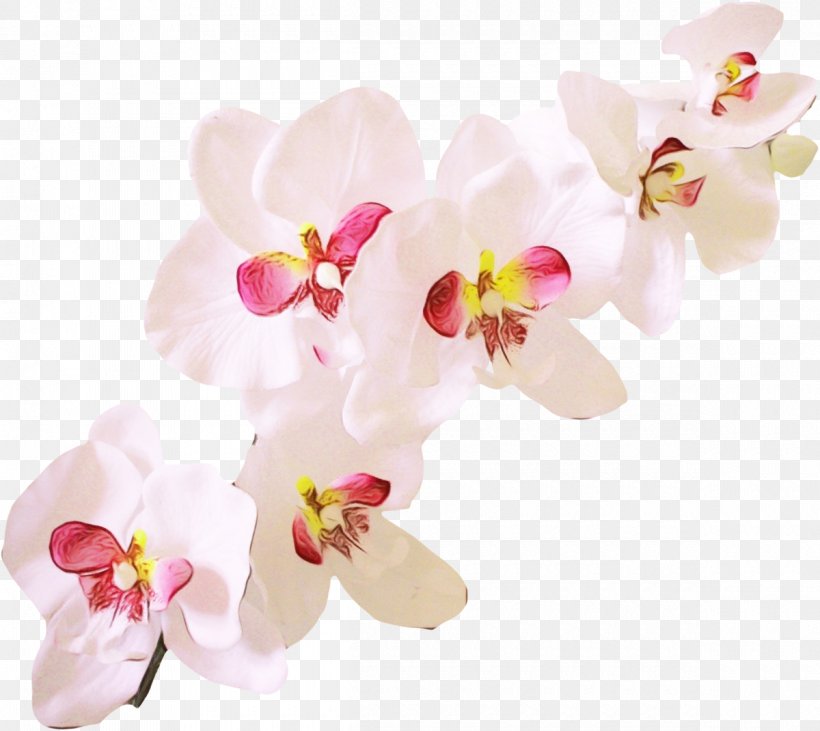 Flower Flowering Plant Moth Orchid Petal Pink, PNG, 1200x1070px, Watercolor, Blossom, Cut Flowers, Flower, Flowering Plant Download Free