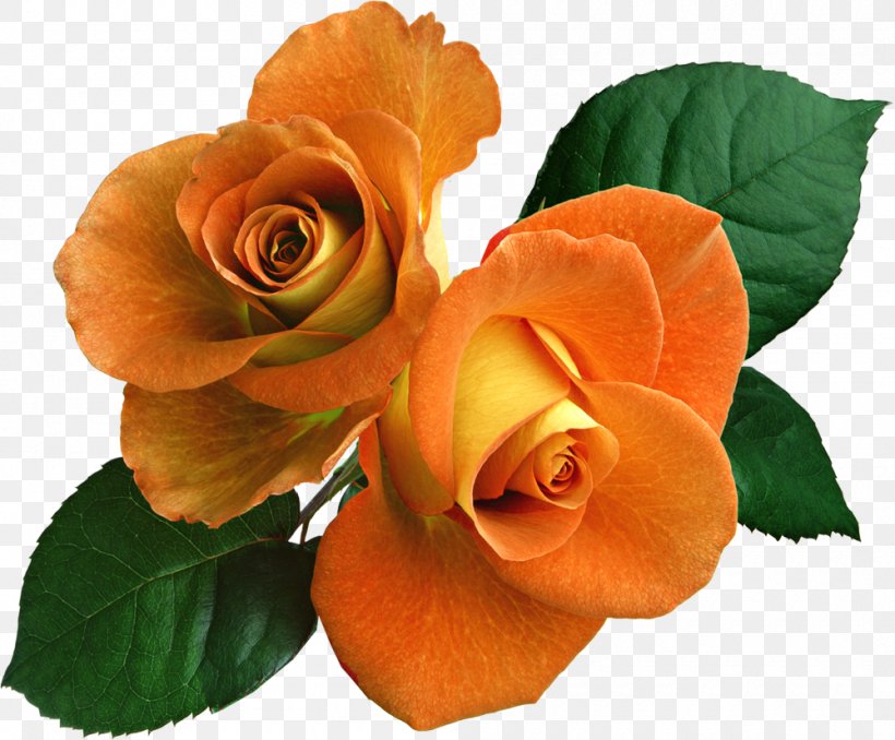 Garden Roses Floribunda Cut Flowers Petal, PNG, 1000x827px, Garden Roses, Begonia, Cosmetics, Cut Flowers, Floribunda Download Free