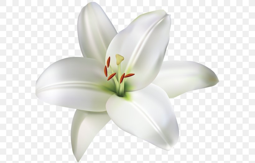 Clip Art Image Flower Madonna Lily, PNG, 600x527px, Flower, Crinum, Flowering Plant, Hippeastrum, Lily Download Free