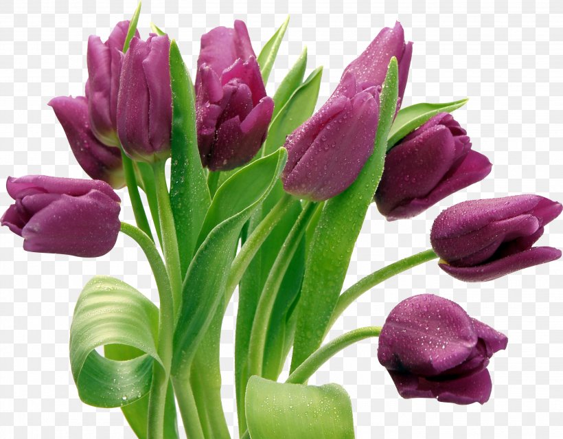 Tulip Clip Art, PNG, 2815x2194px, Tulip, Cut Flowers, Dots Per Inch, Floral Design, Floristry Download Free