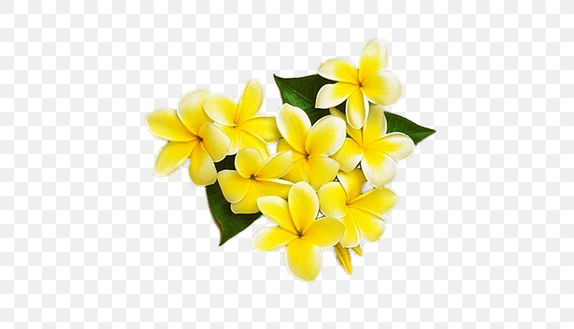 Yellow Cut Flowers Frangipani Petal, PNG, 658x470px, Yellow, Brush, Color, Cut Flowers, Floristry Download Free