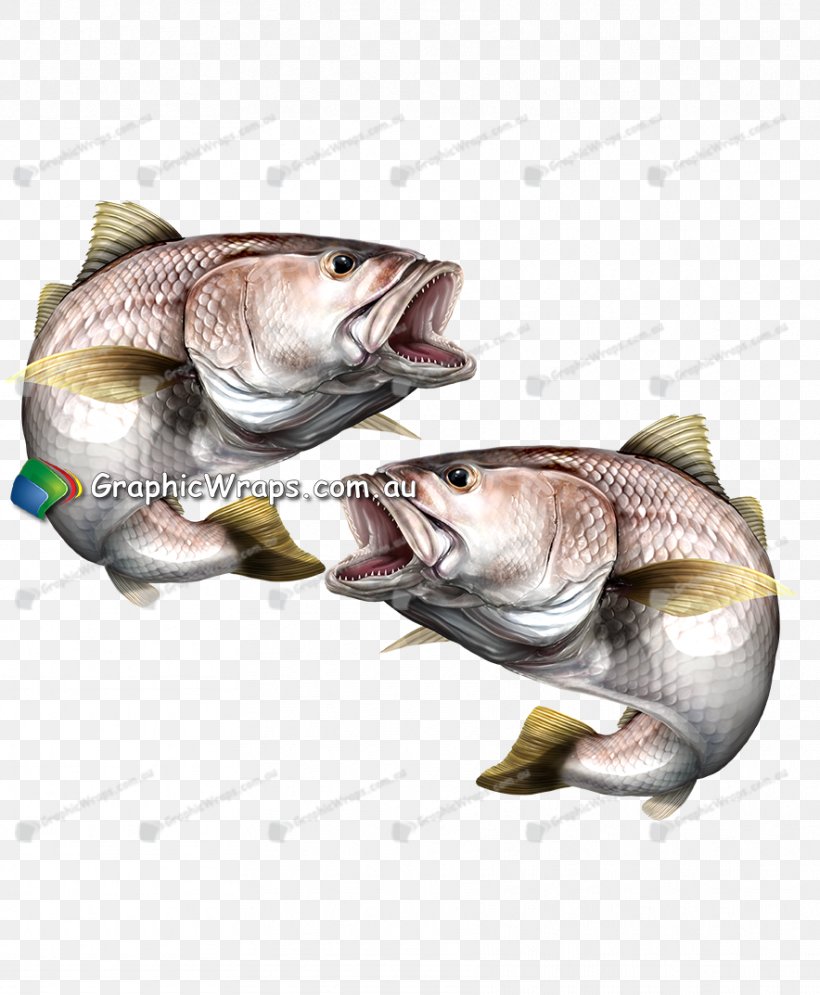 Argyrosomus Japonicus Cod Tilapia, PNG, 884x1073px, Argyrosomus Japonicus, Animal Source Foods, Art, Barramundi, Bass Download Free