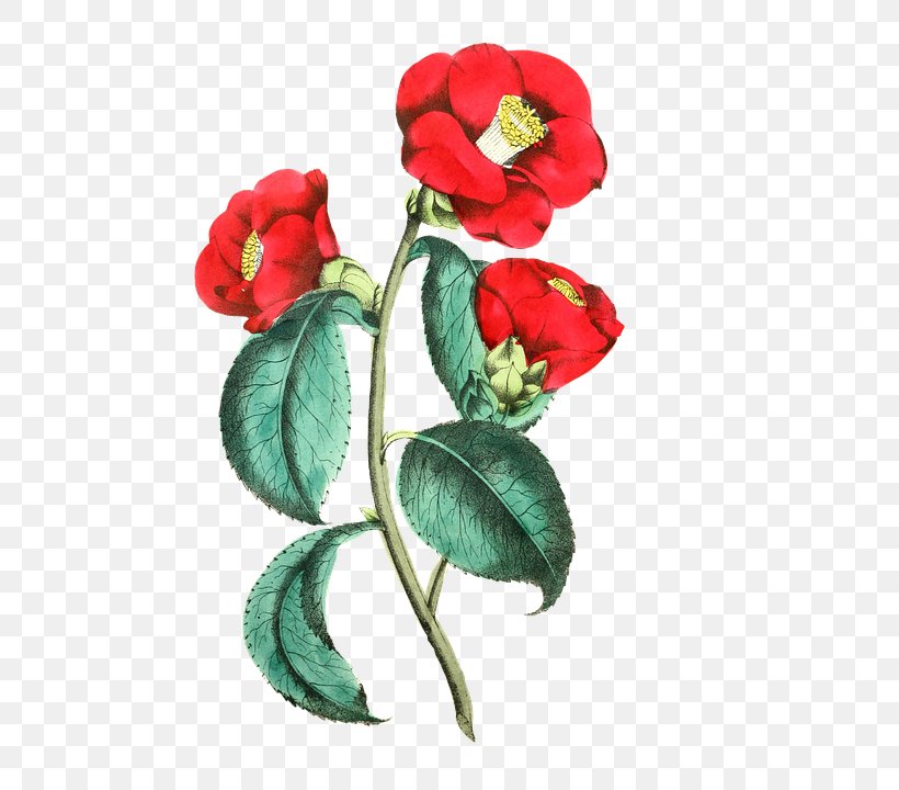 Flower Rose Floral Design Common Poppy Illustration, PNG, 496x720px, Flower, Artificial Flower, Botanical Illustration, Common Poppy, Cut Flowers Download Free