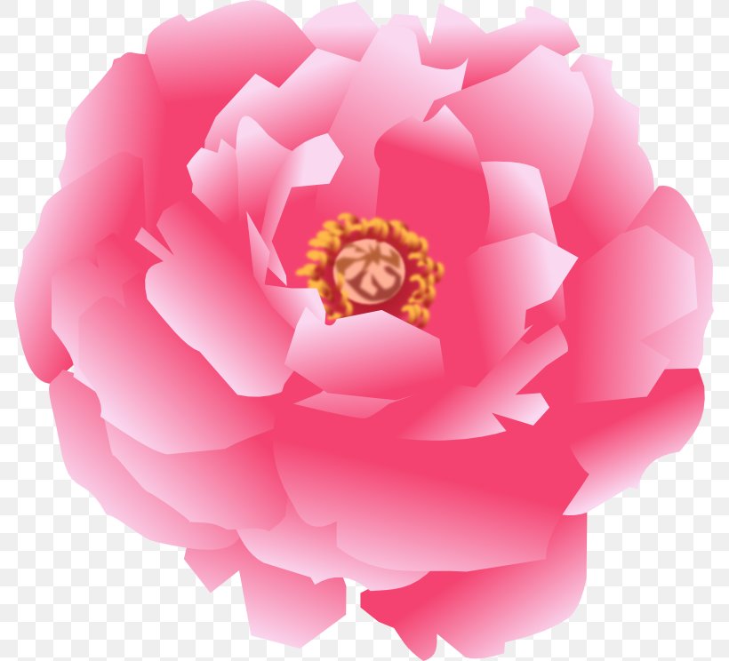 Garden Roses Japanese Camellia Cabbage Rose Sasanqua Camellia Pink M, PNG, 787x744px, Garden Roses, Cabbage Rose, Camellia, Camellia Sasanqua, Flower Download Free