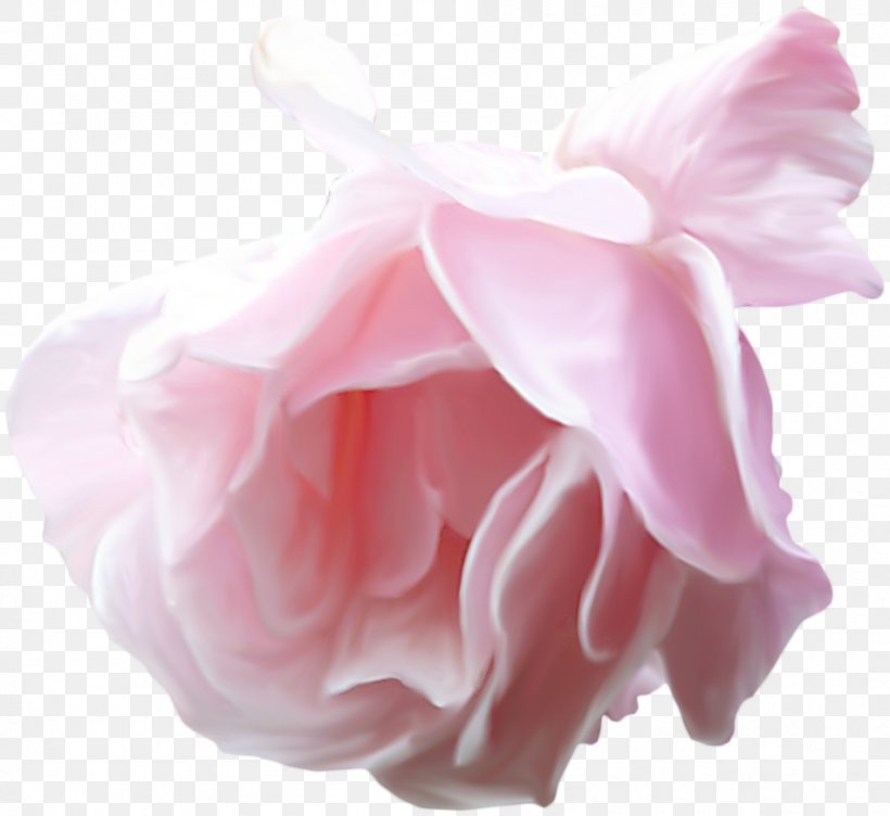 Garden Roses Watercolor Painting Flower, PNG, 950x872px, Garden Roses, Color, Cut Flowers, Drawing, Flower Download Free