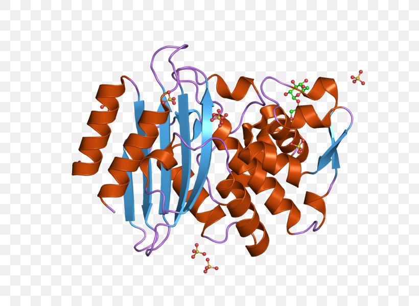 RAR-related Orphan Receptor Beta Natriuretic Peptide Nuclear Receptor, PNG, 800x600px, Rarrelated Orphan Receptor, Atrial Natriuretic Peptide, Brain Natriuretic Peptide, Nterminus, Nuclear Receptor Download Free